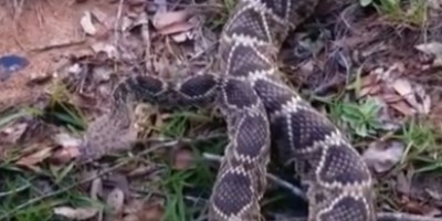 Macon snake